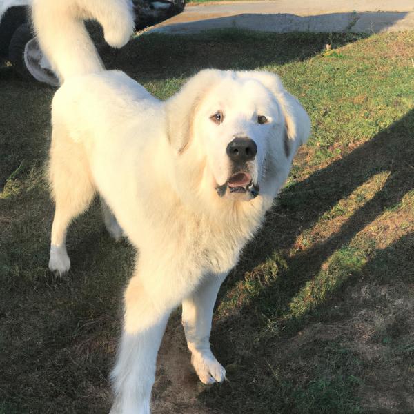 Great Pyrenees